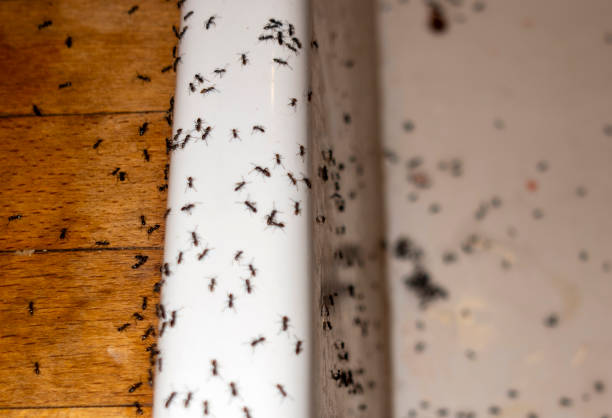 Best Local Pest Control Services  in Centerton, AR